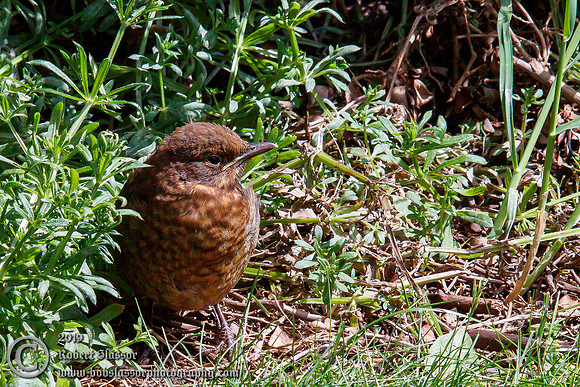 Young blackbird