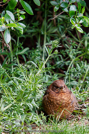 Young blackbird