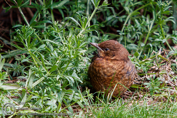 Young blackbird