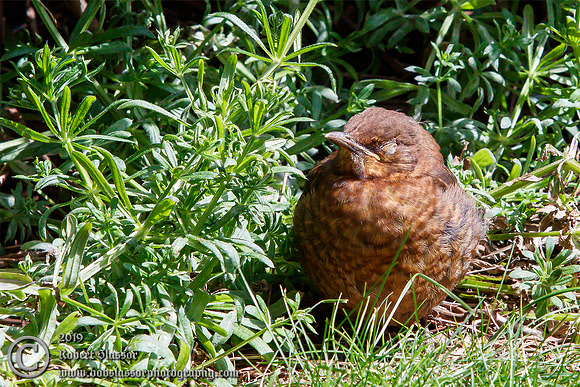 Young blackbird