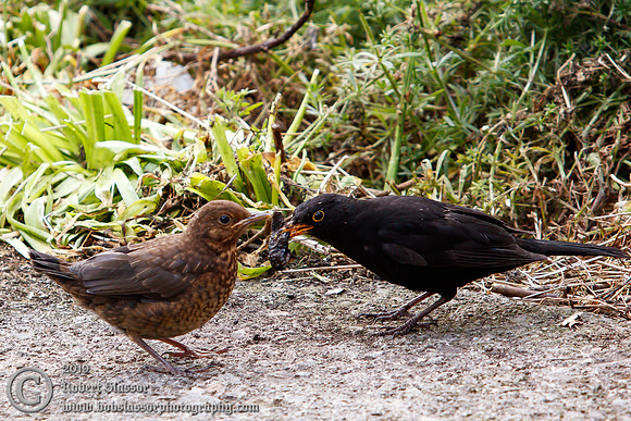 Young blackbird with father