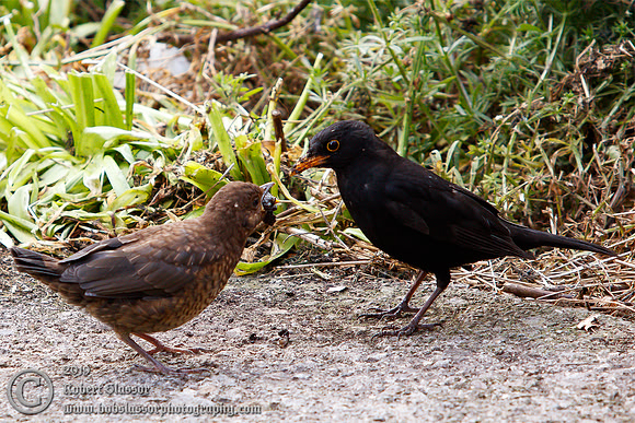 Young blackbird with father
