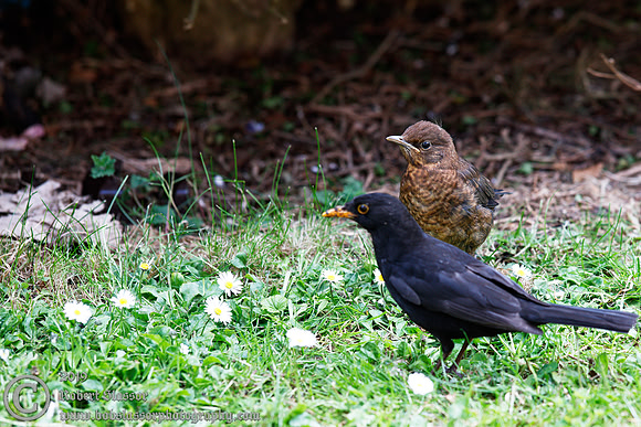 Young blackbird with father
