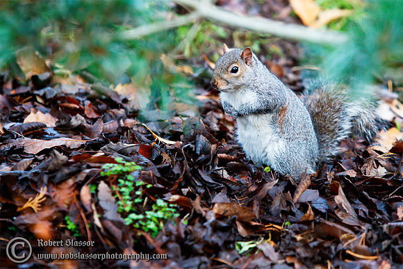 Squirrel